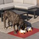 Ein gestromter Hund, der aus zwei weißen Schalen auf einer roten Matte frisst, mit Gartenmöbeln und einem gemusterten Teppich im Hintergrund.