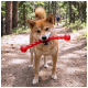 Shiba Inu on a forest trail holding a red twisted chew toy in its mouth.