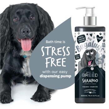 Ein schwarzer Hund mit herausgestreckter Zunge sitzt neben einer Flasche Bugalugs Best in Breed Shampoo, das eine stressfreie Badezeit mit einer einfach zu bedienenden Pumpe bewirbt.