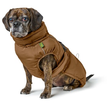 Ein gestromter Hund trägt einen braunen, dicken Wintermantel und sitzt vor einem weißen Hintergrund, während er direkt in die Kamera schaut.