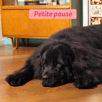 Grand chien noir et duveteux allongé sur un sol en bois devant un placard, bannière rose indiquant « Petite pause » au-dessus
