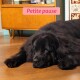 Grand chien noir et duveteux allongé sur un sol en bois devant un placard, bannière rose indiquant « Petite pause » au-dessus