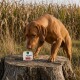Brauner Hund schnüffelt an einer kleinen Futterschale mit der Aufschrift 'Original' auf einem Baumstumpf in einer Wiese.