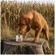 Brauner Hund schnüffelt an einer kleinen Futterschale mit der Aufschrift 'Original' auf einem Baumstumpf in einer Wiese.