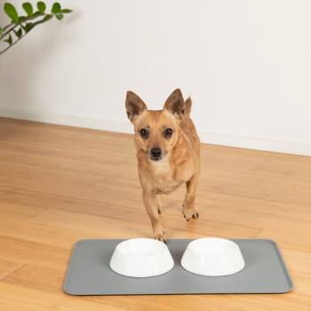 Ein brauner Hund steht neben zwei weißen Futterschalen auf einer grauen Matte, vor einem hellen Holzboden und einer schlichten Wand.
