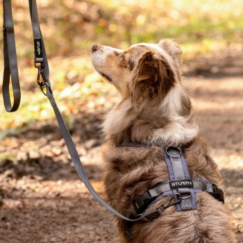 Ein brauner und weißer Hund trägt ein graues Geschirr und eine Leine und schaut aufmerksam in einer natürlichen Umgebung.
