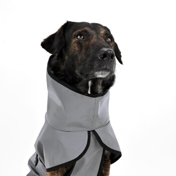 Eine Nahaufnahme eines Hundes, der einen stilvollen grauen Regenmantel mit hohem Kragen trägt, und seinen aufmerksamen Ausdruck vor einem weißen Hintergrund zeigt.