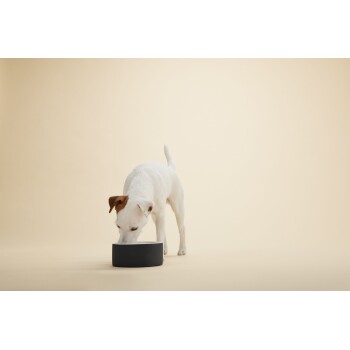 Ein kleiner weißer Hund mit braunen Flecken schnüffelt an einer schwarzen Hundenapf vor einem sanften beigen Hintergrund.