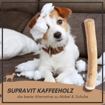 Ein verspielter braun-weißer Hund sitzt auf einer Couch mit weißer Füllung und einem Holzkaustick. Text: "SUPRAVIT KAFFEEHOLZ die beste Alternative."