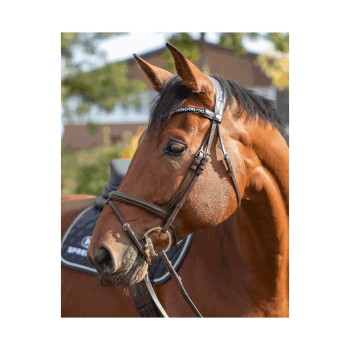 Nahaufnahme eines braunen Pferdes mit einem schwarzen Zaumzeug und einem mit Juwelen besetzten Stirnriemen, das sein ausdrucksvolles Gesicht und sein glänzendes Fell zeigt.