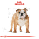 Illustratie van een bulldog die zelfverzekerd staat, met de tekst 'RAS: BULLDOG' in vet rood erboven.