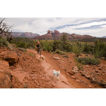 Ein Radfahrer mit einem rosa Helm fährt auf einem Schotterweg mit zwei Hunden, einem Golden Retriever und einem kleinen weißen Hund, in einer malerischen Landschaft.