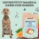 Ein Weimaraner sitzt neben einem Paket, das mit "VERDAUNGS MIX" beschriftet ist, um die Magen- und Darmgesundheit von Hunden zu unterstützen, mit Äpfeln, Karotten und Kräutern.