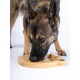 Ein flauschiger Hund mit hellbraunem Fell schnüffelt an einem Holzpuzzle-Spielzeug in Form eines Bären, beschriftet mit "TrendPet", auf einem strukturierten Teppich.