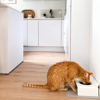 Orange getigerte Katze frisst aus einem weißen erhöhten Napf auf einer Matte in einer modernen Küche; gerahmter Druck zeigt 'MATISSE'.