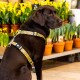 Schokoladenfarbener Labrador trägt ein gelbes Hundegeschirr mit Cartoon-Gesichtern, sitzt vor getopften gelben Blumen.