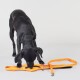 Visibility Leash orange orange 1,5 cm