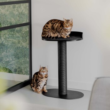 Zwei Bengal-Katzen, eine sitzt auf einem schwarzen Katzenbaum und die andere auf dem Boden, in einem modernen Innenraum.