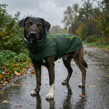 Ein Hund trägt einen grünen Regenmantel mit gelben Akzenten, steht vor einem weißen Hintergrund.