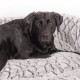 Ein schwarzer Labrador Retriever, der bequem auf einem weichen, strukturierten grauen Haustierbett liegt und direkt in die Kamera schaut.