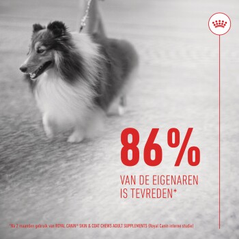 Een blije Shetland Sheepdog aan de lijn, met vetgedrukte tekst '86% van de eigenaren is tevreden*' in het rood, ter promotie van Royal Canin supplementen.