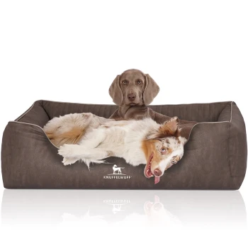 Orthopädisches Hundebett Tampa aus laser-gestepptem Kunstleder braun/ grau XL Ein bequemes braunes Hundebett mit einem verspielten Australian Shepherd, der darin entspannt, mit dem Markennamen "KNUFFELWUFF" deutlich sichtbar.