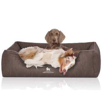 Ein bequemes braunes Hundebett mit einem verspielten Australian Shepherd, der darin entspannt, mit dem Markennamen "KNUFFELWUFF" deutlich sichtbar.