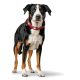 Ein großer, schwarz-brauner Hund steht aufrecht und trägt ein rotes Halsband mit weißen Herzmotiven. Der Hintergrund ist schlicht weiß.