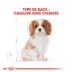 Illustration d'un chiot Cavalier King Charles avec le texte 'TYPE DE RACE : CAVALIER KING CHARLES' en lettres rouges en gras.