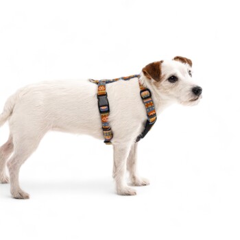 Ein kleiner, weißer Hund mit braunen Flecken, der ein bunt gemustertes Geschirr trägt, vor einem schlichten weißen Hintergrund stehend.
