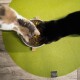 Zwei Katzen, eine schildpattfarbene und eine schwarze, essen aus einer weißen Schüssel, die mit Trockenfutter für Katzen gefüllt ist, auf einer leuchtend grünen Matte.