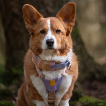 Rot-weißer Corgi mit lavendelfarbenem Geschirr und gestreiftem beigem Bandana, Brust-Nahaufnahme mit kleinem gelben Anhänger am Geschirr