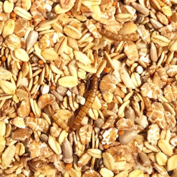 Spatzenfutter und Sperlingsfutter Vogelfutter mit Mehlwürmern | Energie und Proteinreiches Wildvogelfutter Ganzjahresfutter 5 kg