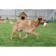 Ein verspielter brauner Hund läuft auf grünem Gras und hält ein buntes Spielzeug im Mund, mit einem hölzernen Hundehäuschen im Hintergrund.