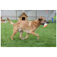 Ein verspielter brauner Hund läuft auf grünem Gras und hält ein buntes Spielzeug im Mund, mit einem hölzernen Hundehäuschen im Hintergrund.