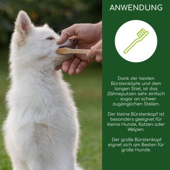 Eine Person putzt einem kleinen weißen Hund draußen mit einer doppelseitigen Zahnbürste die Zähne, mit Produktinformationen auf der rechten Seite.