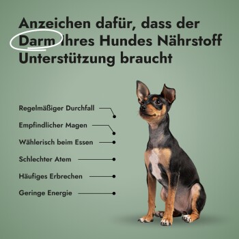 Ein kleiner Hund vor einem grünen Hintergrund, mit Text, der Anzeichen von Verdauungsproblemen auflistet: "Regelmäßiger Durchfall" und "Empfindlicher Magen."