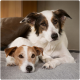 Two dogs resting on a gray blanket, one larger with a white and brown coat, and a smaller dog partially visible.