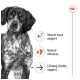 Close-up of a brown and white dog gazing at the viewer, with text: "Muscle mass support," "Natural defenses," "Lifelong vitality."