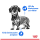 Schwarz-weißes Bild eines strukturierten Hundes mit blauen Symbolen und deutschem Text zur Erhaltung der Muskelmasse und Gewichtszunahme.