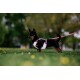 Ein kleiner schwarz-brauner Hund, der ein weißes Geschirr und eine rosa Leine trägt, steht auf grünem Gras mit gelben Blumen und schaut aufmerksam.