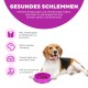 Ein Beagle liegt neben einer lila langsamen Futter-Schüssel mit Leckereien, die gesundes Essen, mentale Stimulation und Verdauung fördert.
