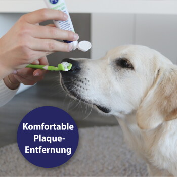 Hand, die Zahnpasta auf eine grüne Zahnbürste aufträgt, in der Nähe der Schnauze eines Golden Retrievers; blaues Abzeichen: "Komfortable Plaque-Entfernung."