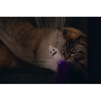 Braun getigerte Katze spielt mit einem weißen geisterförmigen Spielzeug mit lila und schwarzen Federn auf dunkler Oberfläche.