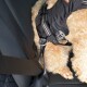 Harnais de sécurité pour voiture Renegade M
