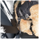 A close-up of a fluffy dog's legs secured in a black pet seatbelt harness, resting on a car seat.