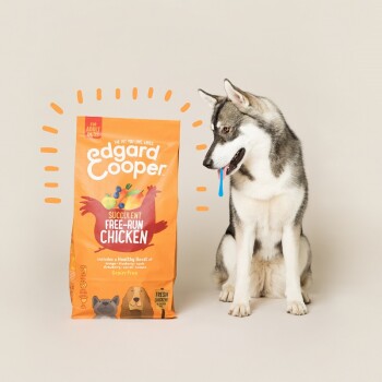 Un chien gris et blanc est assis à côté d'un sac orange de nourriture pour chiens Edgard Cooper étiqueté "Succulent Free-Run Chicken" avec des illustrations de fruits et de poulet.