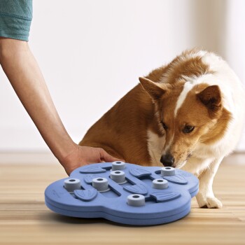 Die Hand einer Person greift nach einem blauen interaktiven Hundepuzzle-Spielzeug auf dem Boden, während ein neugieriger braun-weißer Hund daran schnüffelt.