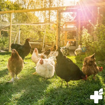 Eine sonnige Außenszene mit einer Herde verschiedener Hühner, einschließlich schwarzer, weißer und brauner Rassen, die auf grünem Gras in der Nähe eines Holzstalls umherstreifen.