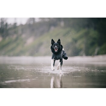 Ein glücklicher schwarz-weißer Hund, der in einem Regenmantel fröhlich durch flaches Wasser an einem Strand läuft, mit Bäumen im Hintergrund.